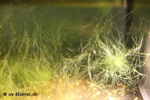 Fadenalgen - Algen im Aquarium