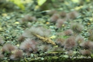 Pinselalgen - Algen im Aquarium, UVC-Klaerer