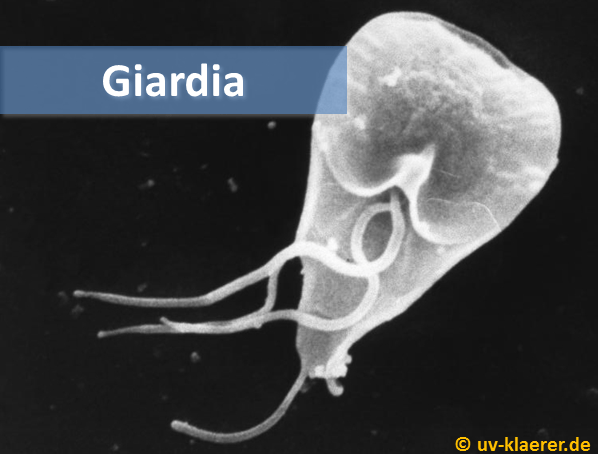 giardia_keime_im_wasser_uvc_mikroorganismen