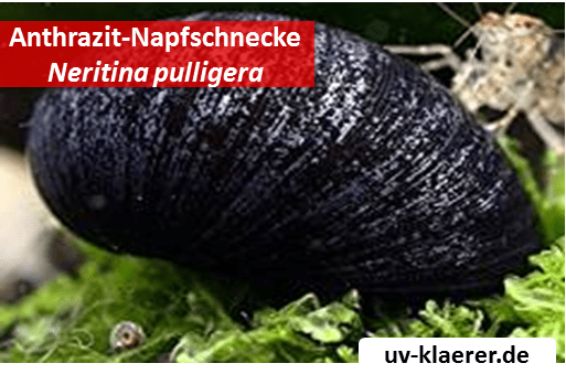 anthrazit napfschnecke neritina pulligera-algenfresser algenmittel algenbekaempfung aquarium ohne chemie