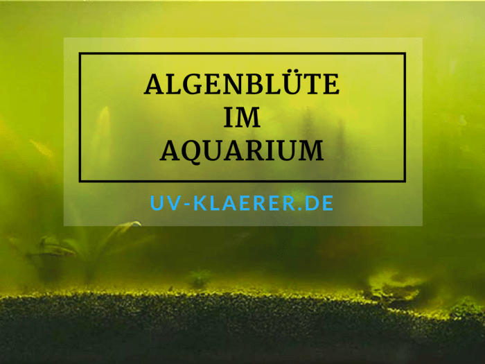 Algenblüte im Aquarium