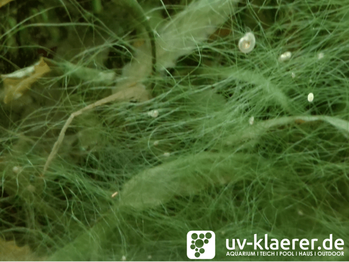 Fadenalgen Aquarium Teich