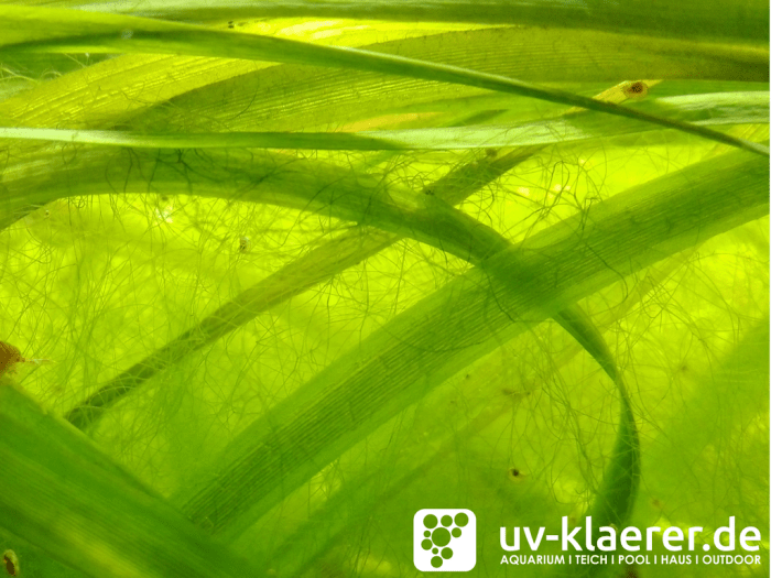 Fadenalgen Aquarium Teich