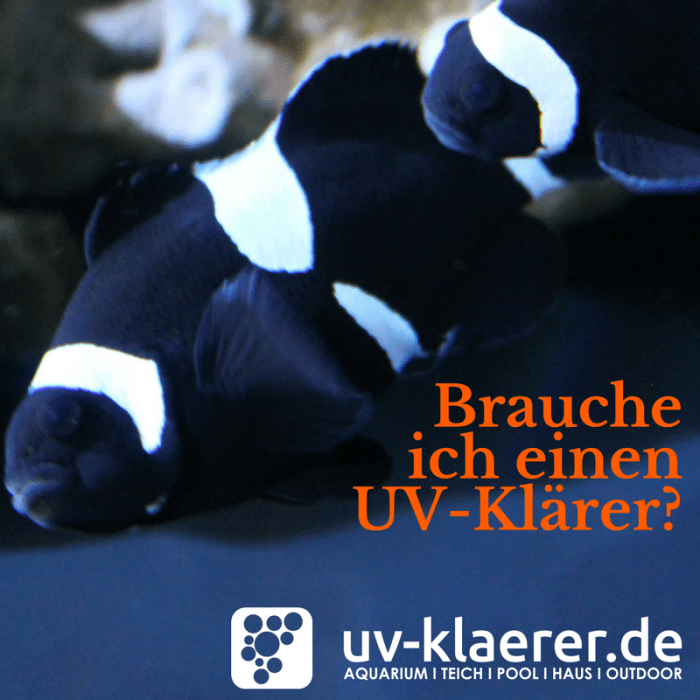 UV Filter im Meerwasseraquarium
