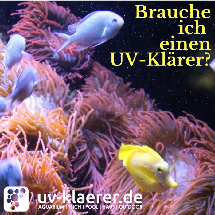UV Wasserklärer im Meerwasseraquarium
