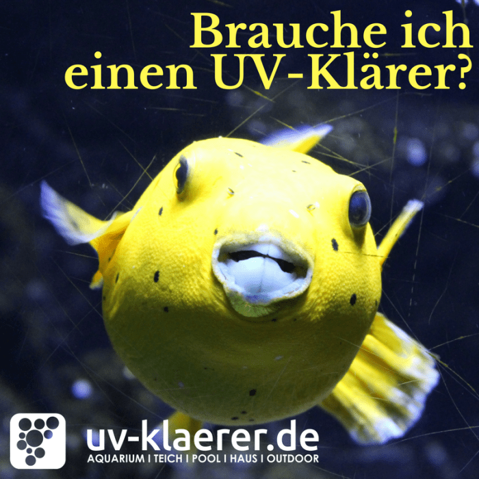 UVC Klärer im Meerwasseraquarium